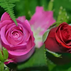 Różowa i czerwona róża, idealne na imieniny Marioli.