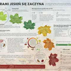2 października drzewa zaczynają się przebarwiać. Liście zmieniają kolor, przygotowując się do zimy.