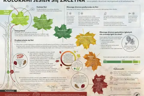 2 października drzewa zaczynają się przebarwiać. Liście zmieniają kolor, przygotowując się do zimy.