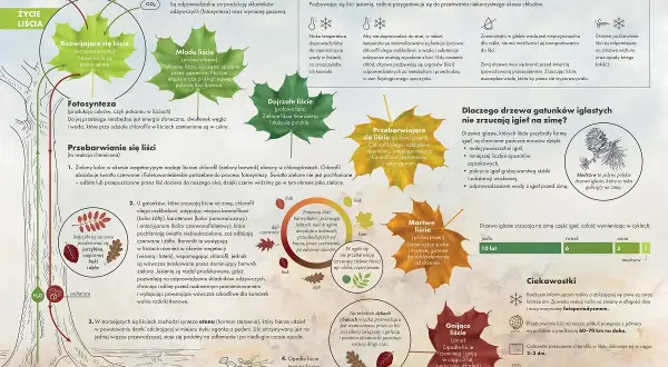 2 października drzewa zaczynają się przebarwiać. Liście zmieniają kolor, przygotowując się do zimy.