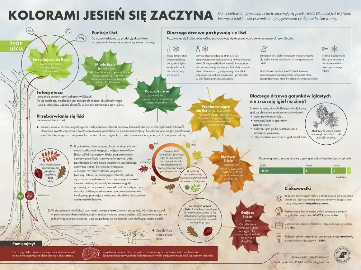 2 października drzewa zaczynają się przebarwiać. Liście zmieniają kolor, przygotowując się do zimy.