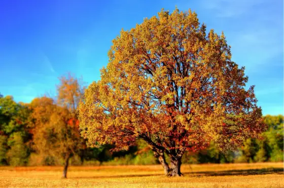 3 października - co to za dzień? Imieniny, historia i jesień